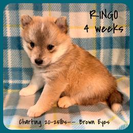 Ringo - Wolf sable male Pomsky puppy in Marshall, Minnesota from Miles of Smiles Pomskies