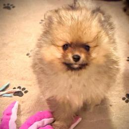 Girl 3 - Orange sable female Pomeranian puppy in Royston, Georgia from SouthernHearts Poms