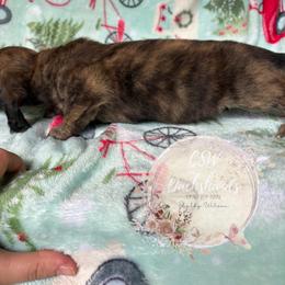 Dachshund Puppies from CSW Dachshunds