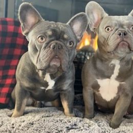 French Bulldogs from R&R Frenchies