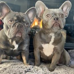 French Bulldogs from R&R Frenchies