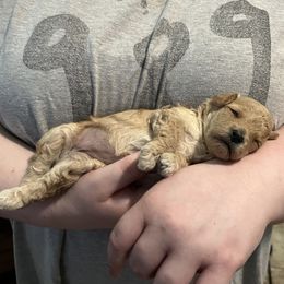Blondie - Cream female Poodle puppy in Sherman, Texas from Ruth’s Poodles