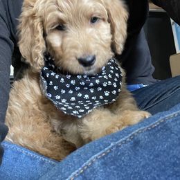 Goldendoodle Puppies from The Doodle grove