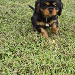 Woody - Black and tan male Cavalier King Charles Spaniel puppy in Rochelle, Illinois from Alexandra's Royal Cavaliers