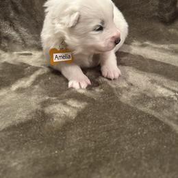 Amelia - White female Samoyed puppy in Atkinson, Nebraska from Sandhills Samoyeds