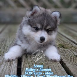 Lenny Male Big-eyed - Gray and white male Pomsky puppy in Hurleyville, New York from My Crazy Pomskys