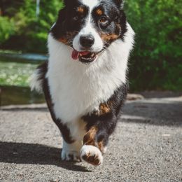 Cardigan Welsh Corgi All Grown Up from Kahukura Cardigans