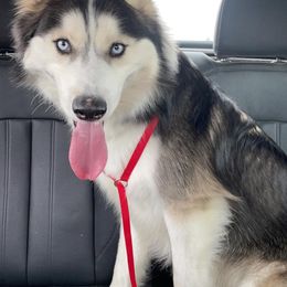 Siberian Husky Puppies from Blue Moon Siberian Husky Haven