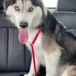 Siberian Husky Puppies from Blue Moon Siberian Husky Haven