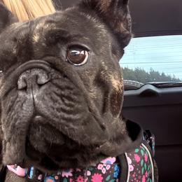 French Bulldogs from Barkumentary Bulldogs ( frenchie breeder)