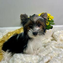 Saru - Black tan and white male Biewer Terrier puppy in Winston Salem, North Carolina from LaythStone