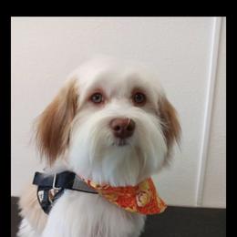 Havanese Puppies from Dean Supreme
