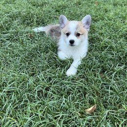 Companion Cross Puppies from Chilipoms