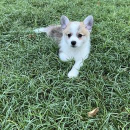 Companion Cross Puppies from Chilipoms