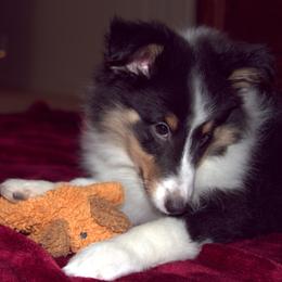 Shetland Sheepdog Puppies from Stafford Shelties