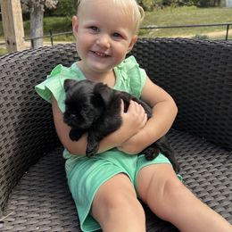 Boy Red Collar - Black male Brussels Griffon puppy in Grove, Oklahoma from Critter918