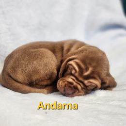 Dragon 4 - Golden rust female Vizsla puppy in Kentucky from Willow Ridge Kennel