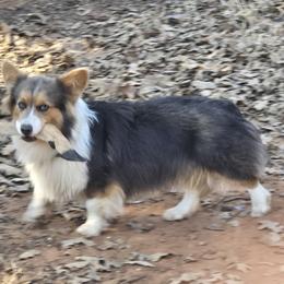 Frank - Pembroke Welsh Corgi