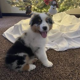 Australian Shepherd Puppies from NorthRidge Australian Shepherds
