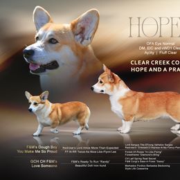 Hope - Pembroke Welsh Corgi