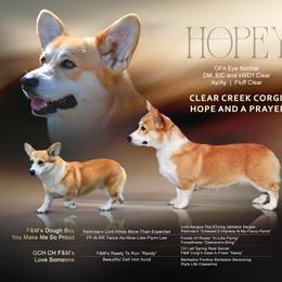 Hope - Pembroke Welsh Corgi