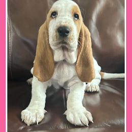 Pink Collar - Red and white Basset Hound puppy in Columbia, South Carolina from Pawmetto Hounds