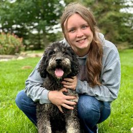 Haley - Aussiedoodle