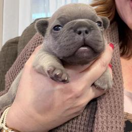 Margo - Fawn and white female French Bulldog puppy in Goshen, Ohio from Washburns bostons