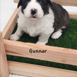 Gunner - Brindle and white male American Corgi puppy in Concrete, Washington from Wigglebutts American Corgis