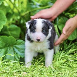 Border Collie and German Shepherd Puppies from Von Guadachi German Shepherds & Audacity Border Collies