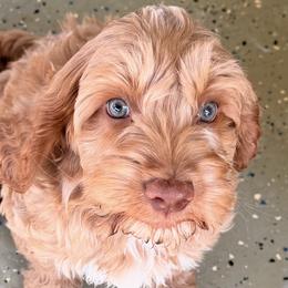 Boudreau Lynn - Labradoodle