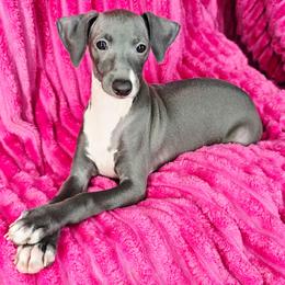 Sugar High - White and blue male Italian Greyhound puppy in Cadwell, Georgia from All The DoDa Day Italian Greyhounds