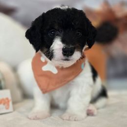 Sinatra - Tri-color male Double Doodle puppy in Prescott Valley, Arizona from Ramirez Family Doodles