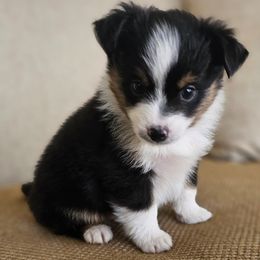 Ruby - Black Toy Australian Shepherd puppy in Boise, Idaho from Loving Little Aussies