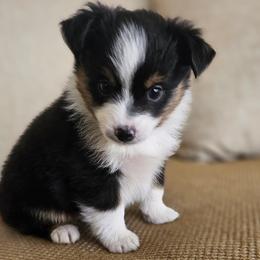 Ruby - Black Toy Australian Shepherd puppy in Boise, Idaho from Loving Little Aussies