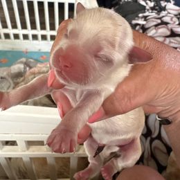 Tot - White female Shih Tzu puppy in Mattoon, Illinois from Jenkins Tzu and Poo’s