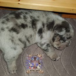 Boston Terrier and French Bulldog Puppies from Freedom Bostons