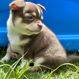 Border Collie and Chihuahua Puppies from Brooks Grove Canines LLC