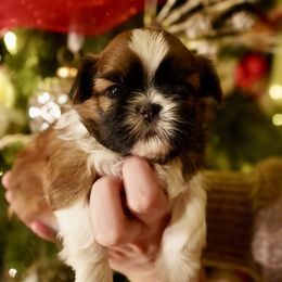 Shih Tzu Puppies from Chrysanthemum Creek