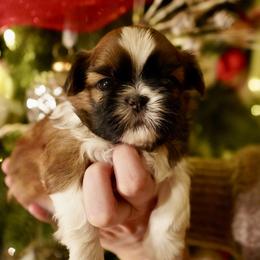 Shih Tzu Puppies from Chrysanthemum Creek