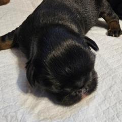 Black tan boy - Black and tan male Brussels Griffon puppy in Huntsville, Alabama from Tammy's Brussels
