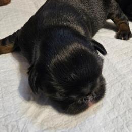 Black tan boy - Black and tan male Brussels Griffon puppy in Huntsville, Alabama from Tammy's Brussels
