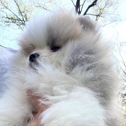 MARCO AKC - Cream sable parti male Pomeranian puppy in Pavilion, New York from Calverton Pomeranians