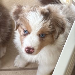 Milano - Red merle male Miniature Australian Shepherd puppy in Lehigh Acres, Florida from West Coast Mini Aussies