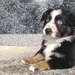 Miniature American Shepherds and Miniature Australian Shepherds from Buck-Run Puppies