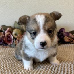 Boy 1 - male Pembroke Welsh Corgi puppy in Hinton, Oklahoma from Green Cloud Ranch