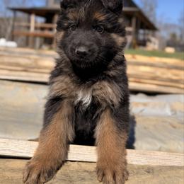 Jade - Black and red female German Shepherd puppy in Lexington, Virginia from Stahlhaus ( Previously Buffelbach Farmstead Shepherds)