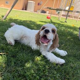 Roma-Red and white male 1 - Red and white male Cocker Spaniel puppy in Yuma, Arizona from Retrograde Kennels