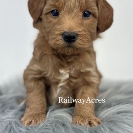 Lulu - Red  female Goldendoodle puppy in Milford, Indiana from Railway Acres Kennel