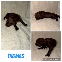 Thomas - Brown male Poodle puppy in Piqua, Kansas from Legacy Farms Standard Poodles